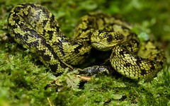 Reptiles (Rwanda)