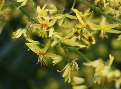 Koelreuteria paniculata, Rispiger Blasenbaum, Blasenesche