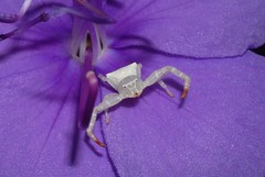 Thomisidae / Crab Spiders