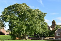 The Hayton Walnut Tree