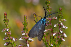 Lepidoptera: Zygaenoidea of Finland