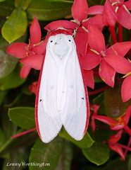 Moths of Thailand (Arctiidae)