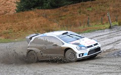 2014 Rally GB -Sweet Lamb 1