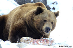 Montana Grizzly Encounter 2015 January