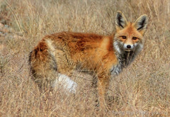 狐狸 Fox