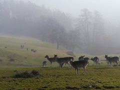 Hirsche und Rehe / Deers
