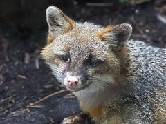 Cincinnati Zoo 08-25-2014 - Gray Fox