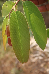 Leaf type
