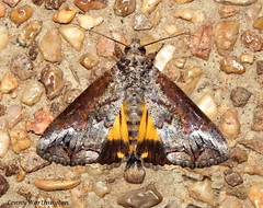 Moths of Thailand (Erebidae)