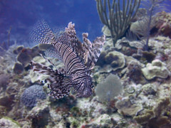 Lion fish on the Reef