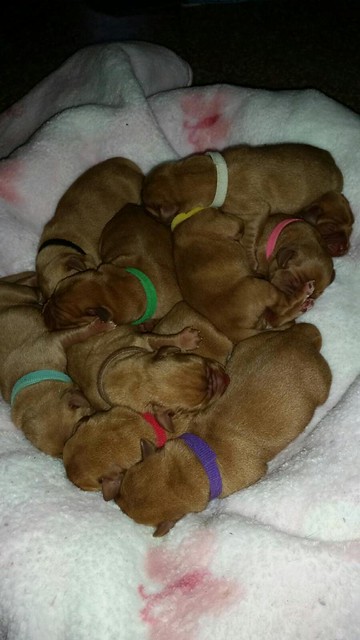 pups day 1 10