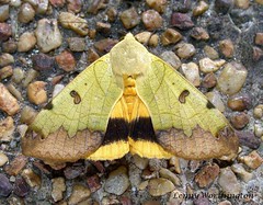 Moths of Thailand (Noctuidae)