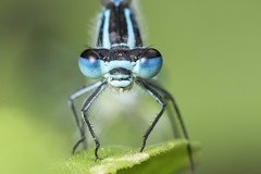Libellules / Dragonflies