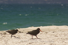 Oyster-catchers
