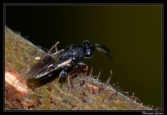 Hymenoptera/Chalcididae