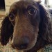 My brown eyes baby #dogsofinstagram #dachshund