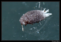 Homoptera/Pseudococcidae