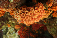 corals in mauritius