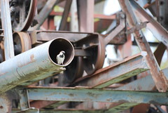 Sparrow in Pipe
