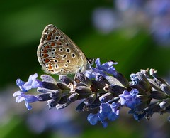 Schmetterlinge von lomix
