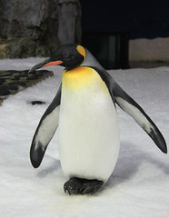 11-15-2014 Penguins