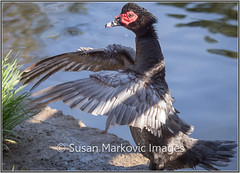 Sequence - Muscovy Ducks Mating Ritual
