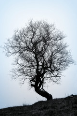 Arbre-Tree