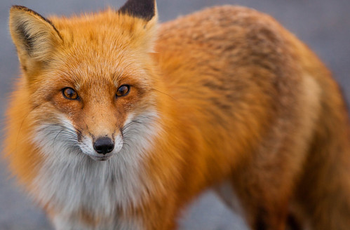 Fox Stare