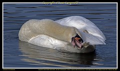 White swans / Witte zwanen