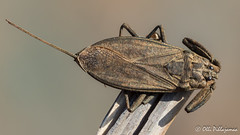 Heteroptera: Nepidae