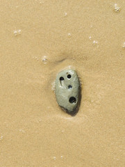 Stone Me, Faces in Wood and Other Beach Finds