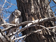 Owls - Calgary