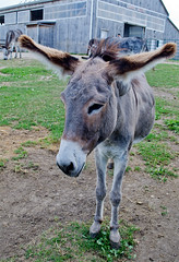 Donkey Sanctuary of Canada