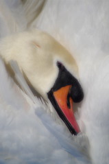 UK Wildlife- Swans