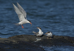 Gulls and Terns