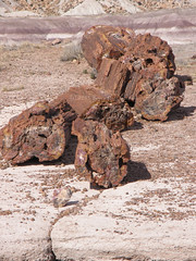 Petrified Forest, March 14, 2015