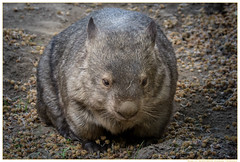 Tiere Zoo DU Wombat