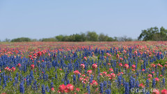 Texas Wildflowers 2015...P52 Week 12