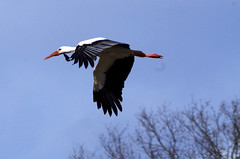 Störche - Storks - cigüeñas - noun