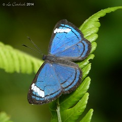 Ecuador 2014 butterflies