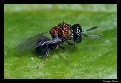 Hymenoptera/Perilampidae