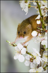 Harvest mice - March 2015