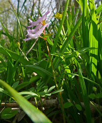 Spring Fumewort (Corydalis solida)