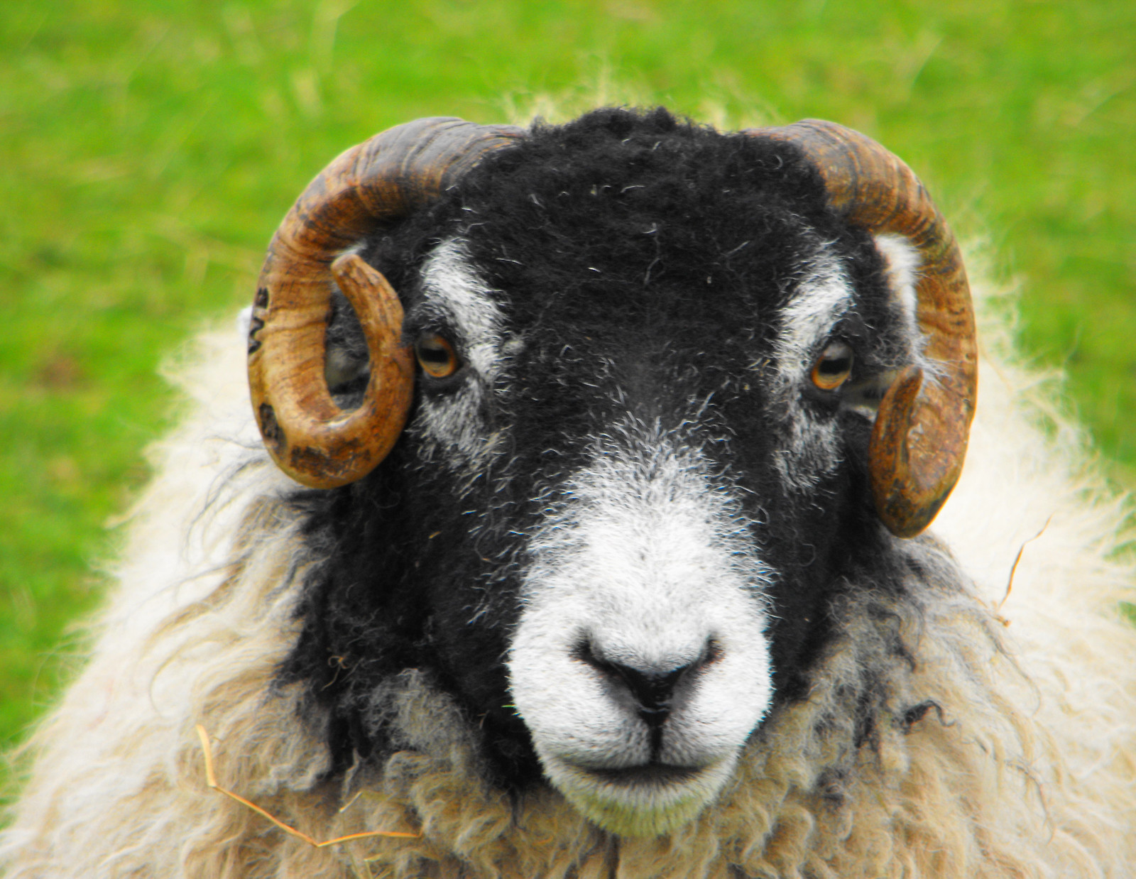 Swaldale Sheep. Credit Ambersky235
