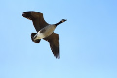 Waterfowl - Ducks, Geese, Swans