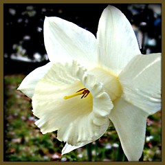 A Garden of Daffodils