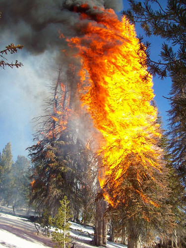 A pine burns with snow on the ground on the Boise National Forest (Photo Credit: US Forest Service)