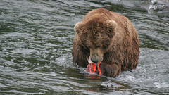 Niedźwiedź zajada rybkę