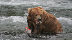 Niedźwiedź spożywa łososia