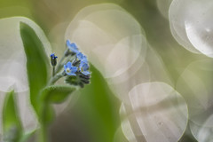 flore sauvage (herbier)